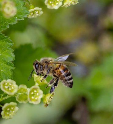 abeille butineuse au travail